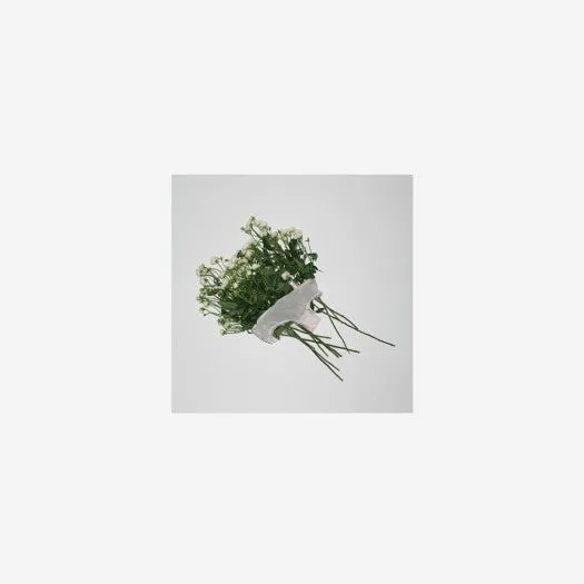 Aimyon It Was Alive CD
